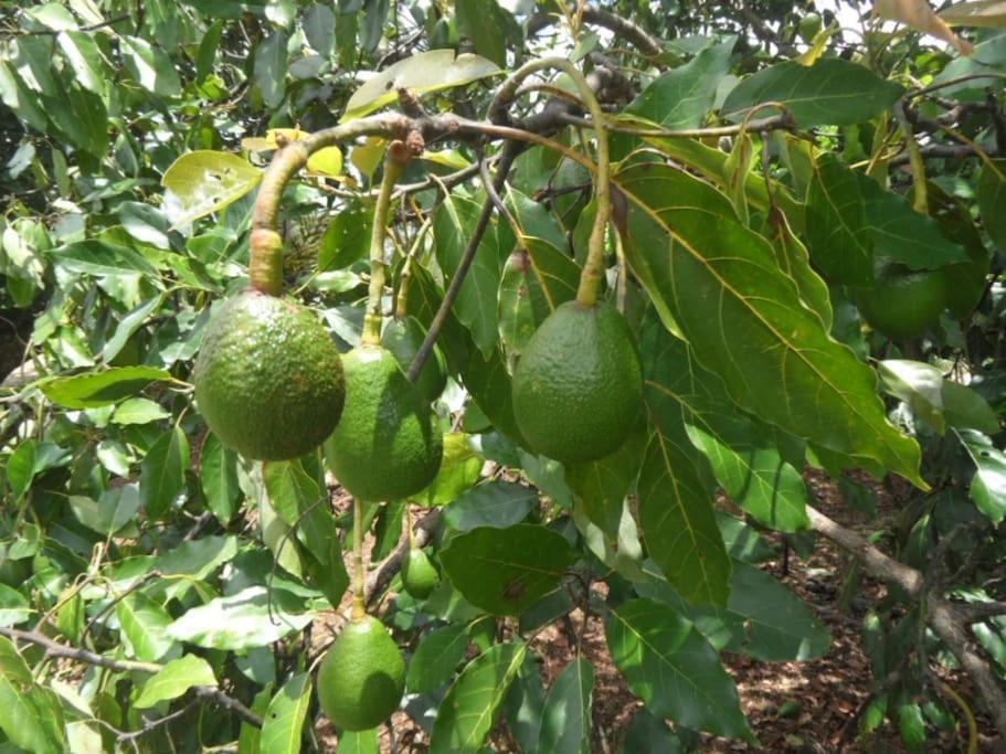 מאונט טאמבורין Moonya Avocado Farm Cottage - With Early Check-In מראה חיצוני תמונה
